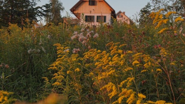 A wooden house surrounded by wildflowers and trees. - Kellerstockl am Hamerlberg/strem (Strem)