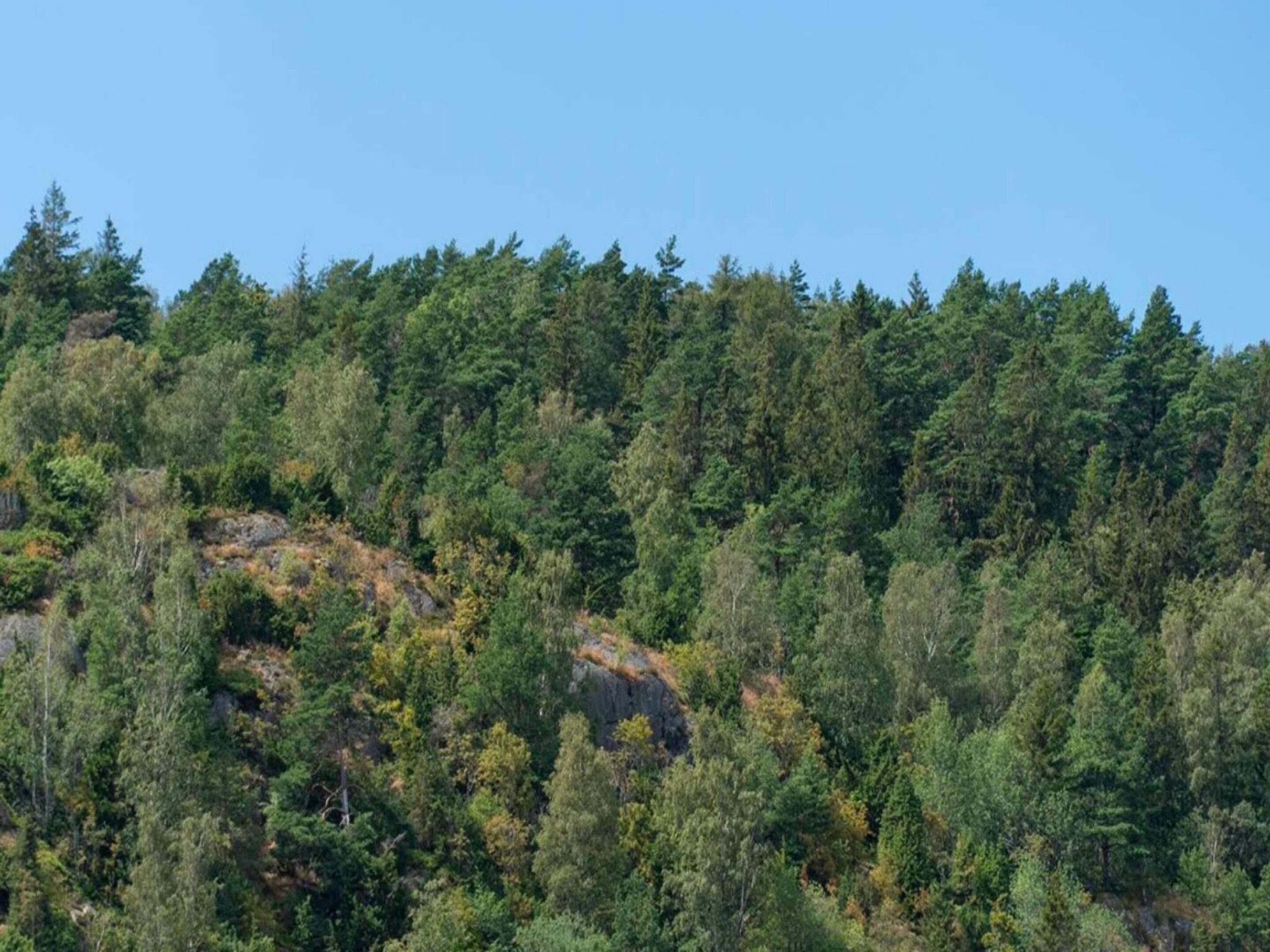 A dense forested hillside with a rocky outcrop.