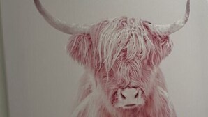 A painting of a yak with long hair and curved horns. - Pink Cow Modern Retreat (Groemitz)