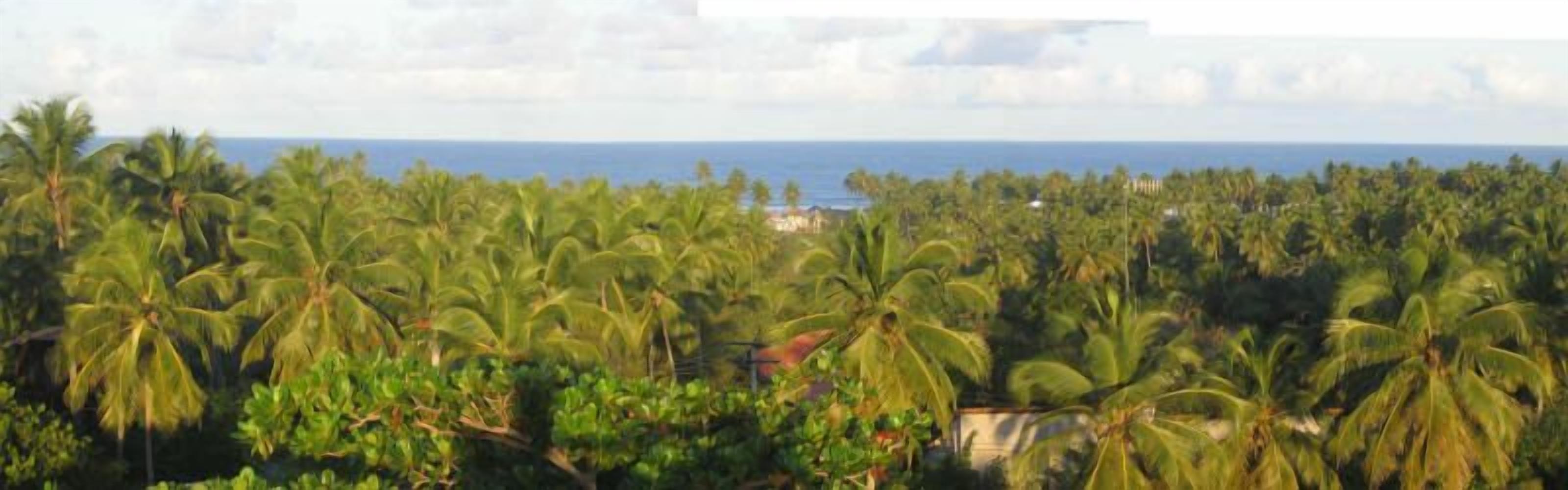 A coastal area with dense palm trees and a view of the ocean.