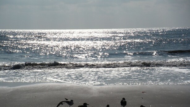 Uma praia com gaivotas na areia e o oceano ao fundo.