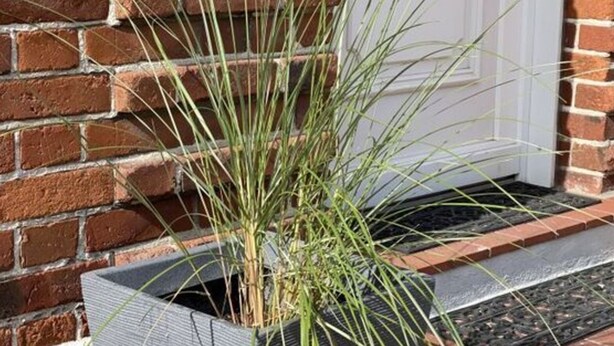 Une plante en pot, dotée de longues feuilles fines, placée devant un mur de briques et une porte blanche.