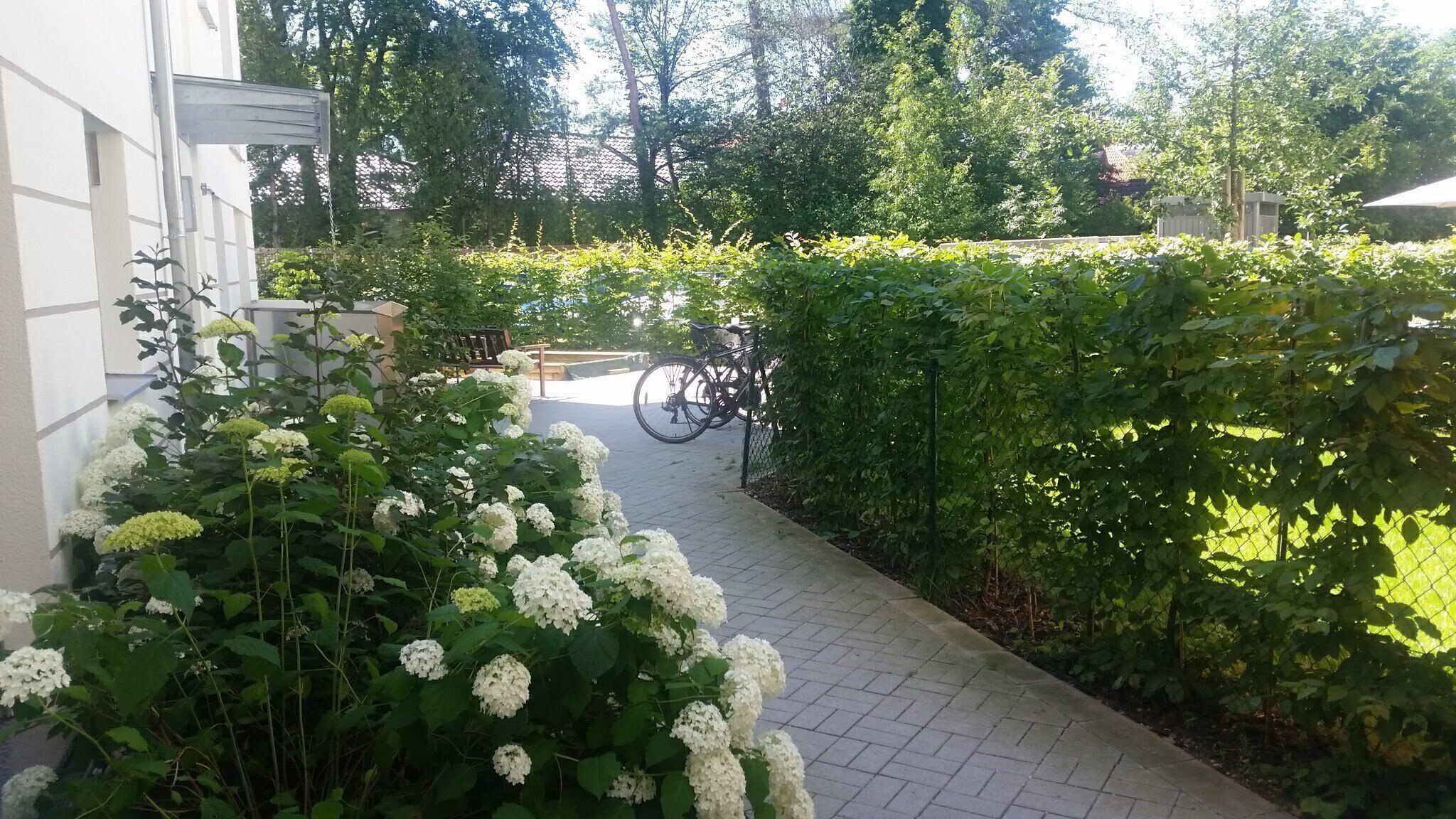 A paved pathway leading to a bicycle parked near a hedge.