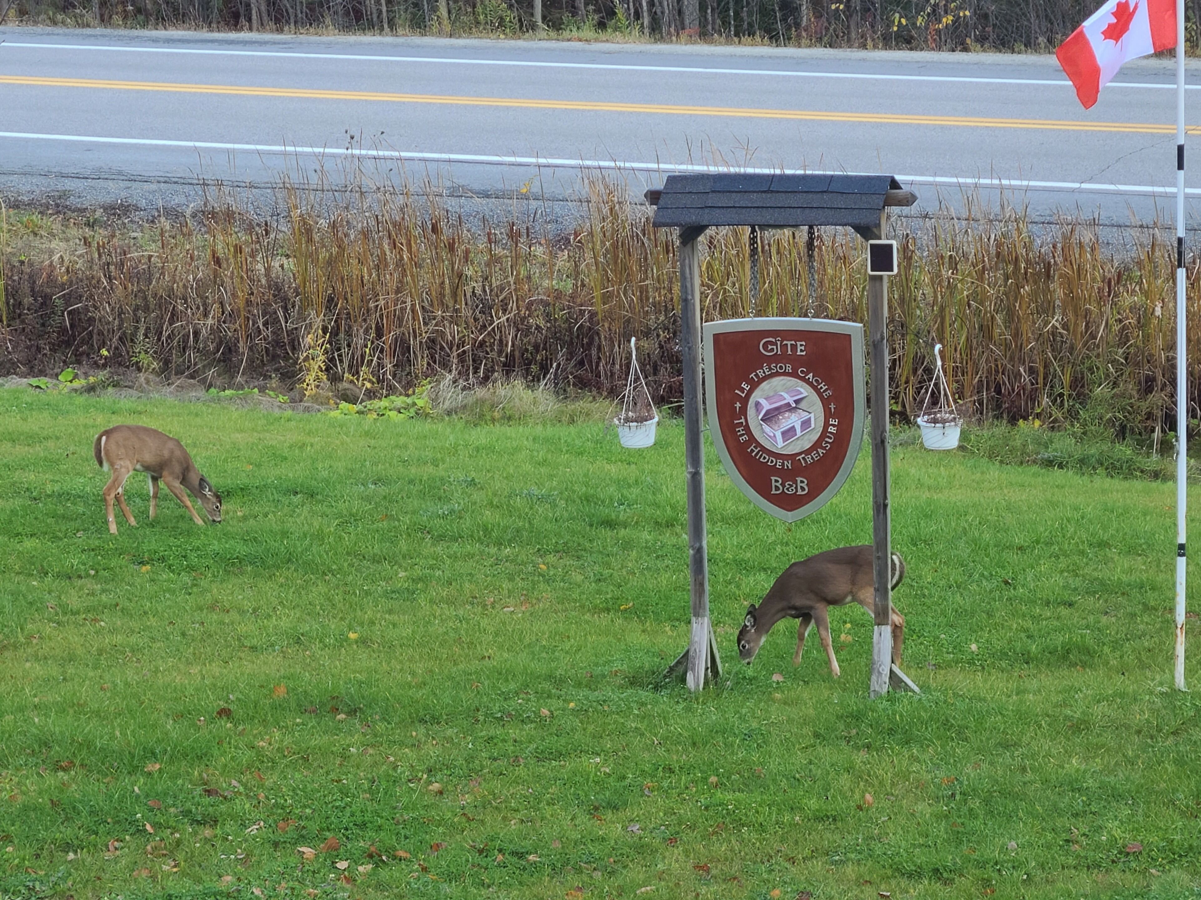 A deer grazing in a grassy area with a sign that reads "GITE Le Trésor Cache The Hidden Treasure B&B" and a Canadian flag in the background.