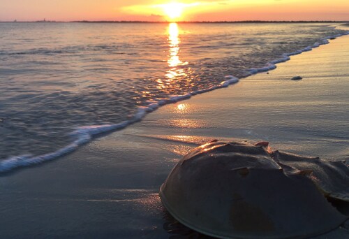 COTTAGE BLUEFISH on Chincoteague Island! A cozy island getaway -NEW REMODEL