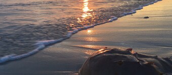 COTTAGE BLUEFISH on Chincoteague Island! A cozy island getaway -NEW REMODEL