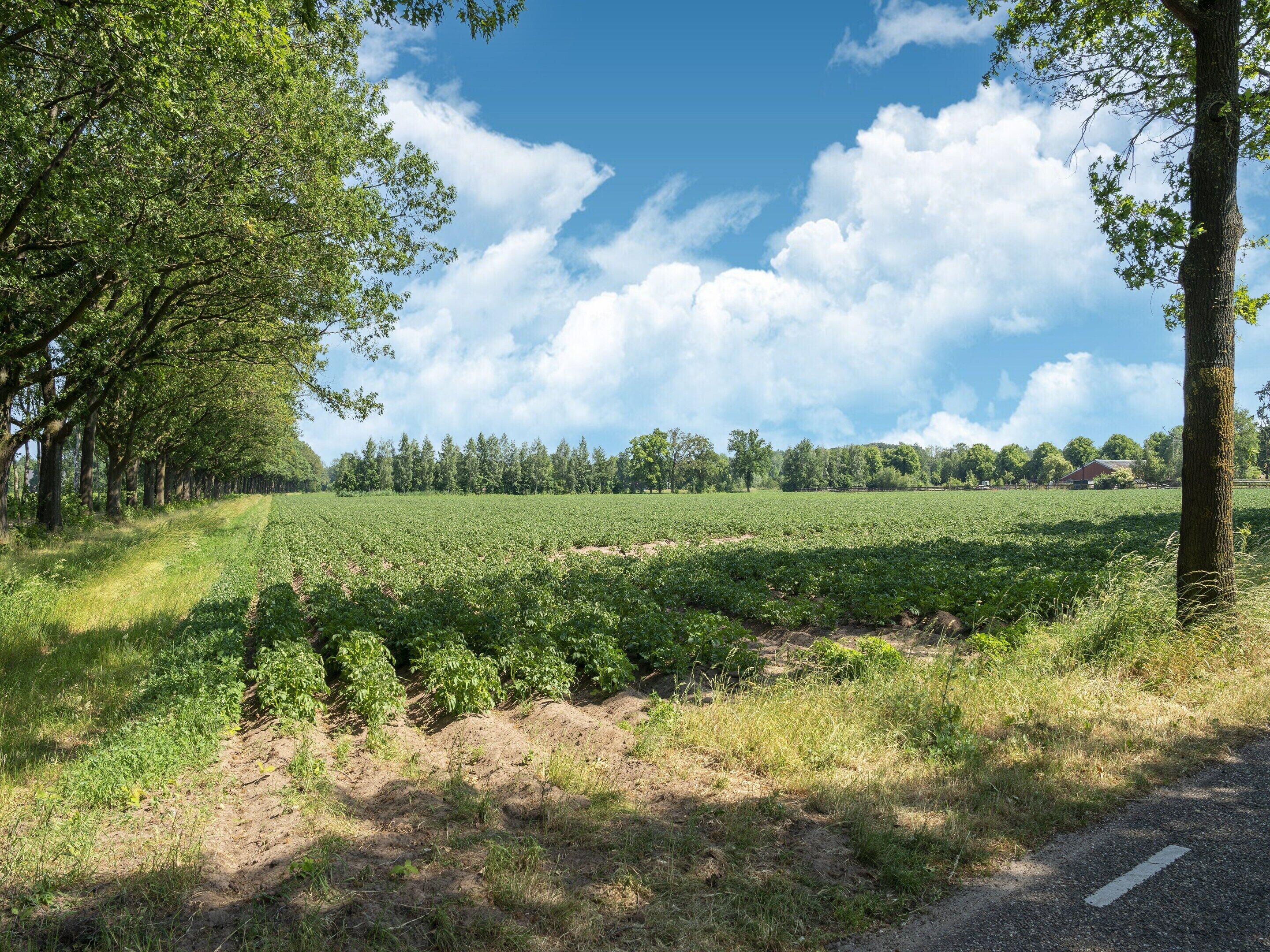 Un paysage rural avec un chemin de terre, des champs verdoyants et des arbres.
