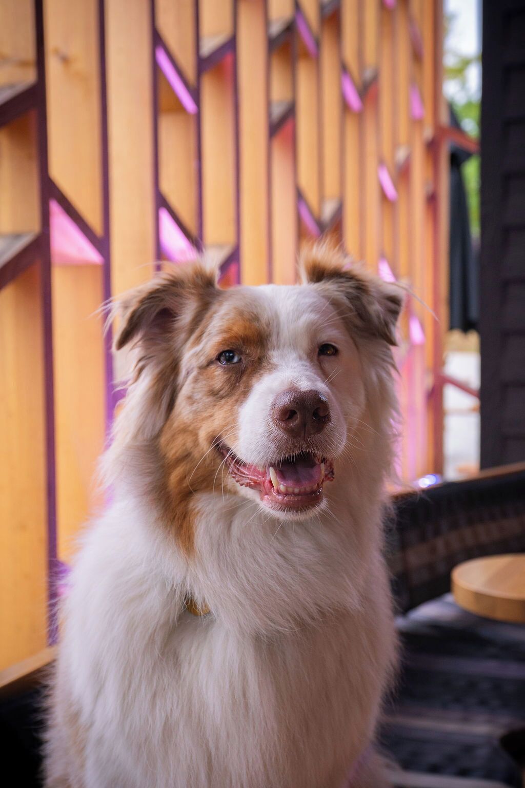 Un perro sentado frente a una valla de madera con un diseño geométrico.