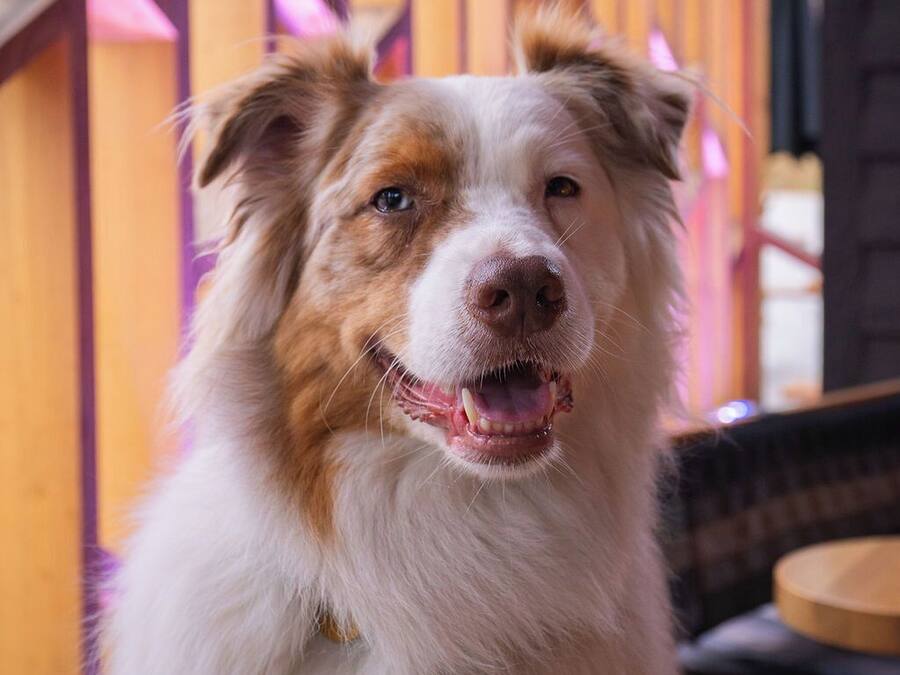 Un perro sentado frente a una valla de madera con un diseño geométrico.