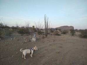 Lemmikkiystävällinen