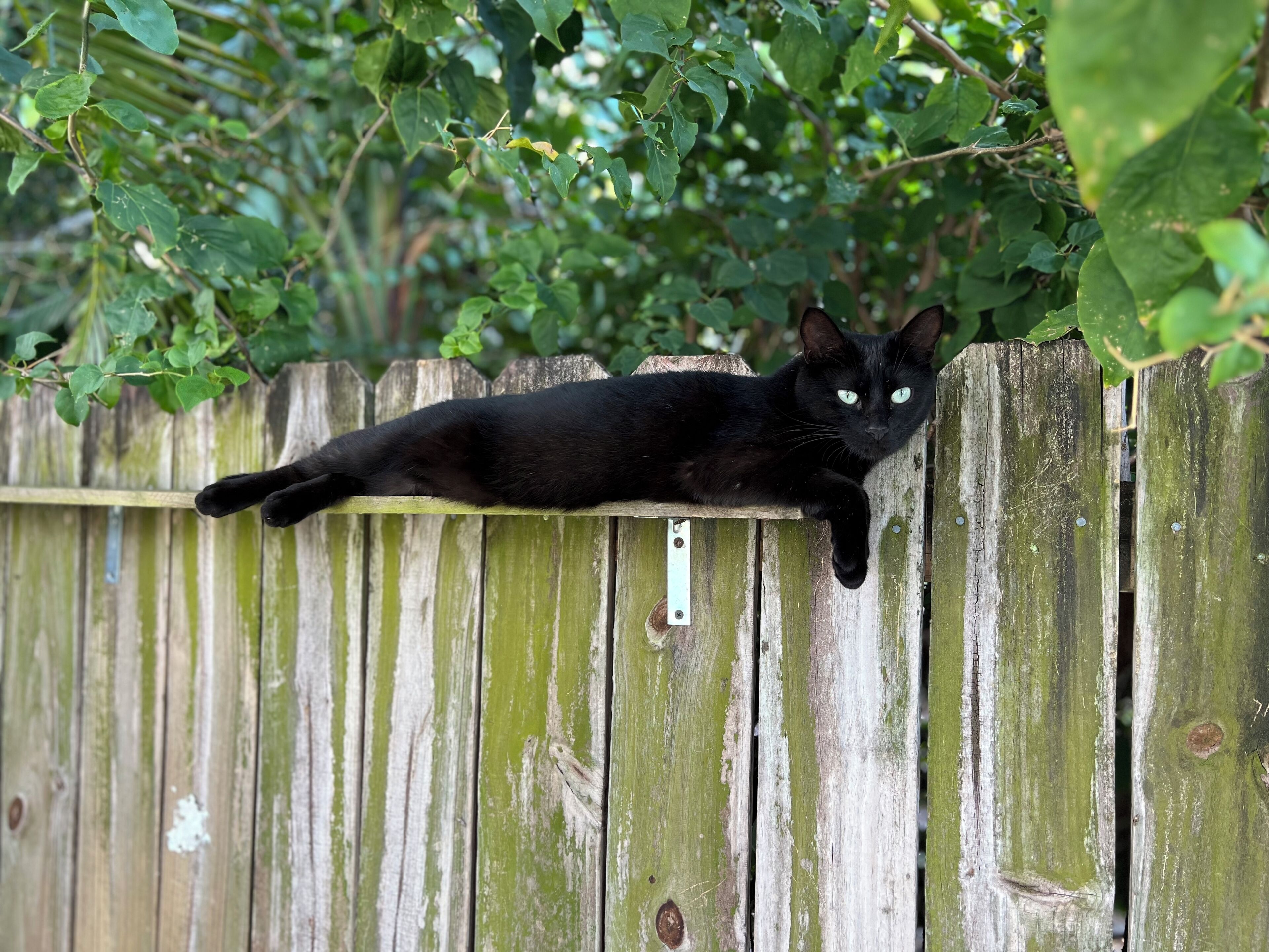Eine schwarze Katze liegt auf einem Holzzaun.