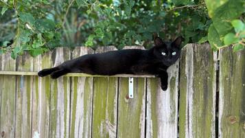 Eine schwarze Katze liegt auf einem Holzzaun.