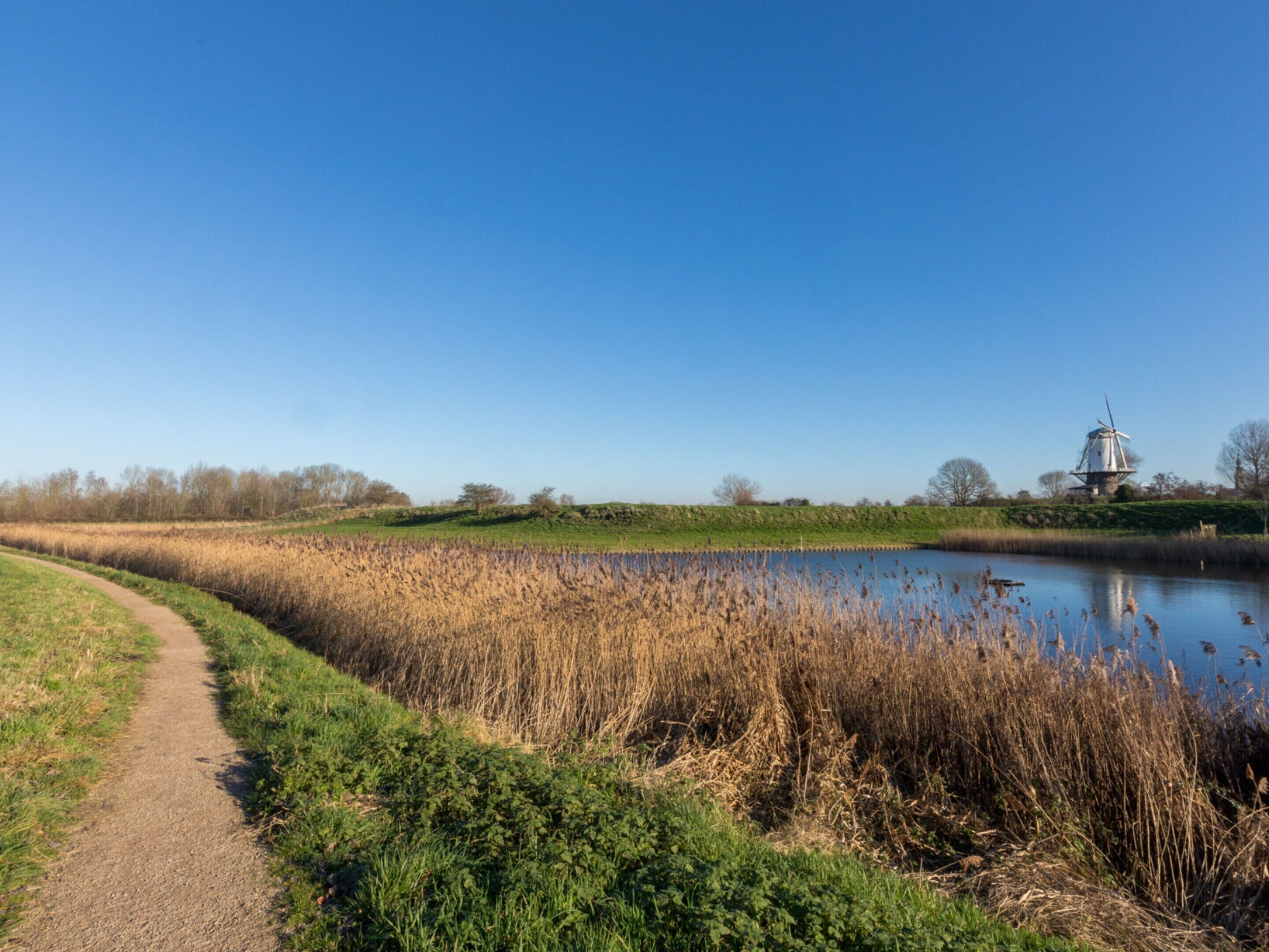 A pathway beside a calm body of water with tall grasses, a clear blue sky, and a windmill in the distance.