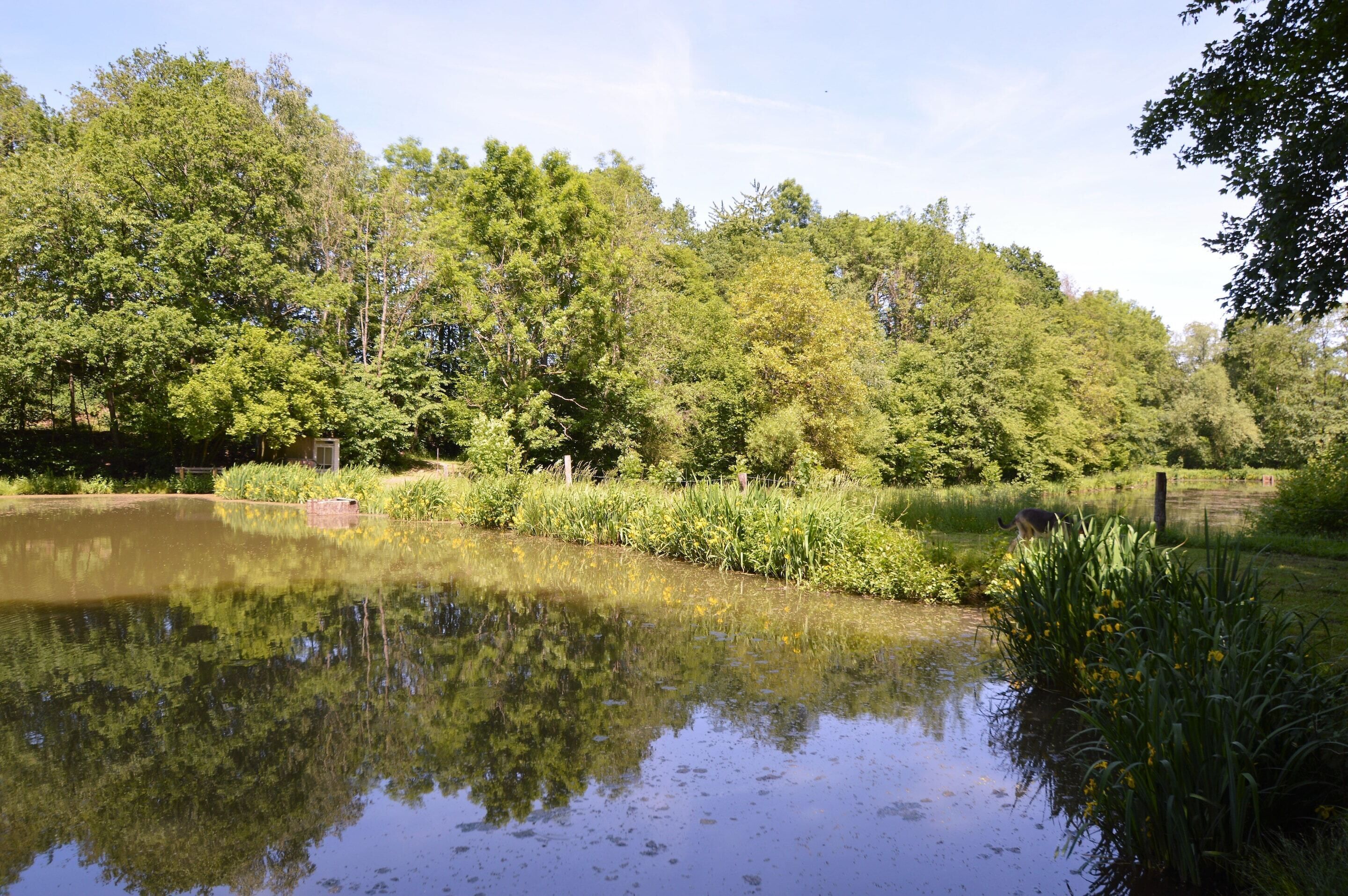 House | Property grounds