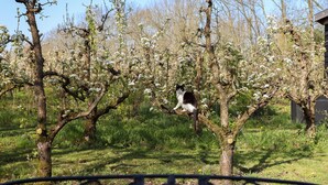 Een zwart-wit kat zit op een tak in een tuin met bloeiende bomen en een metalen hek op de voorgrond.