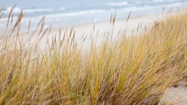 A beach with tall grass in the foreground and the ocean in the background. - Charming Holiday Home With a Terrace (Zoutelande)