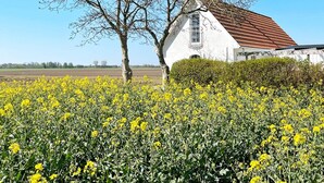 A white building with a red roof, surrounded by a field of yellow flowers. - 4 Star Holiday Home in Skivarp (Skivarp)