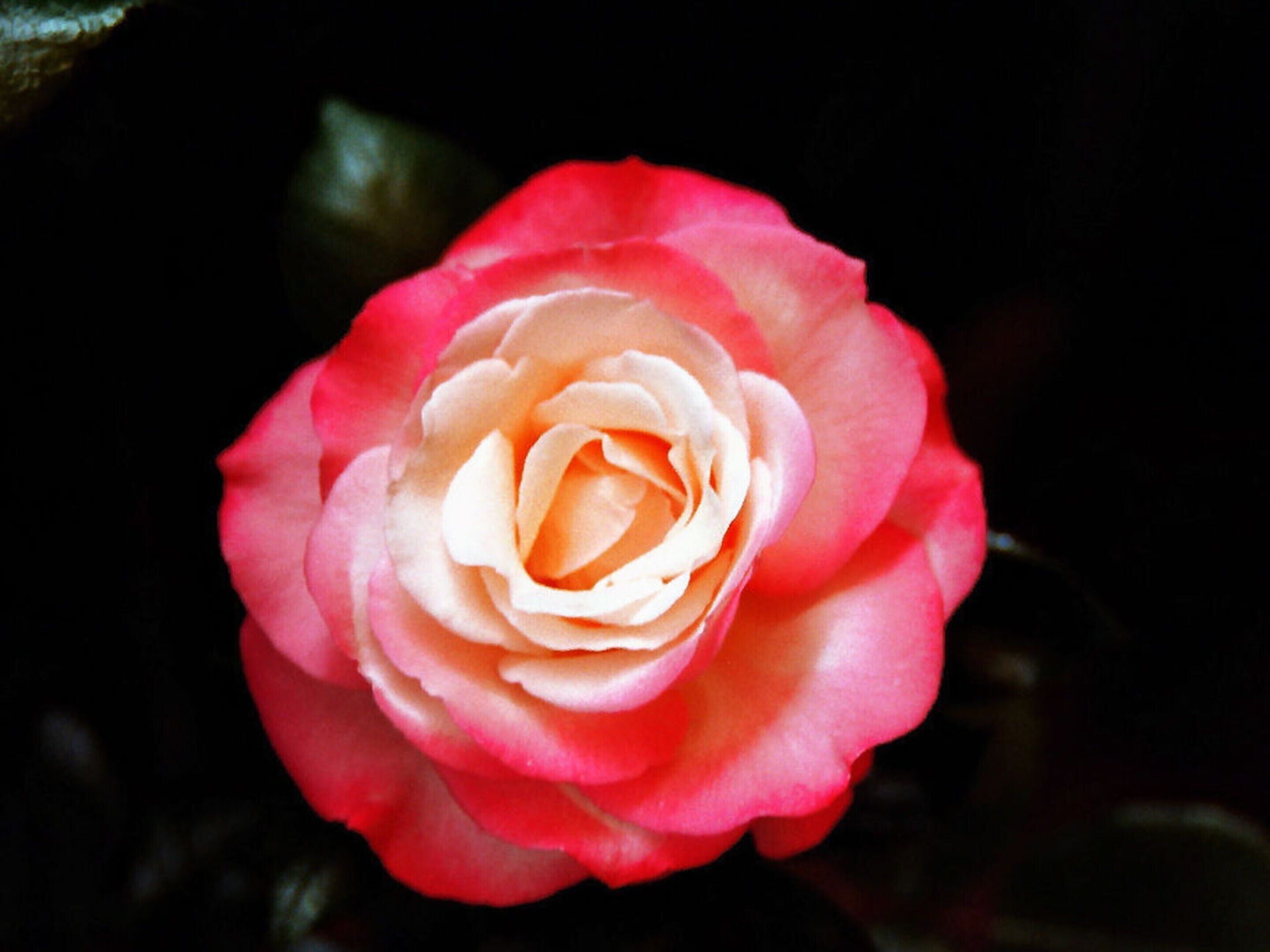 Une seule rose aux pétales roses et blancs.