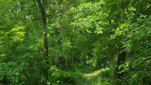 A dog on a leash walking on a forest path. - The Birch Grove Escape (Gimli)