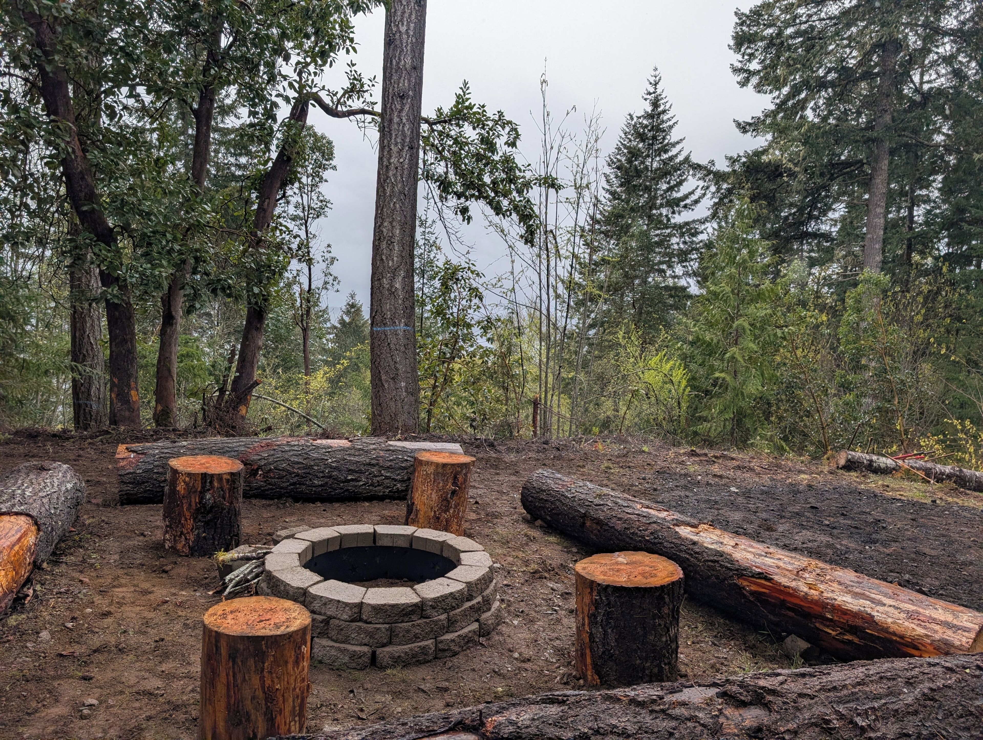 Une zone boisée avec un foyer circulaire en pierre, entouré de souches d’arbres.