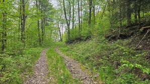 Un sentier forestier avec un chemin de terre, bordé de verdure et d’arbres.