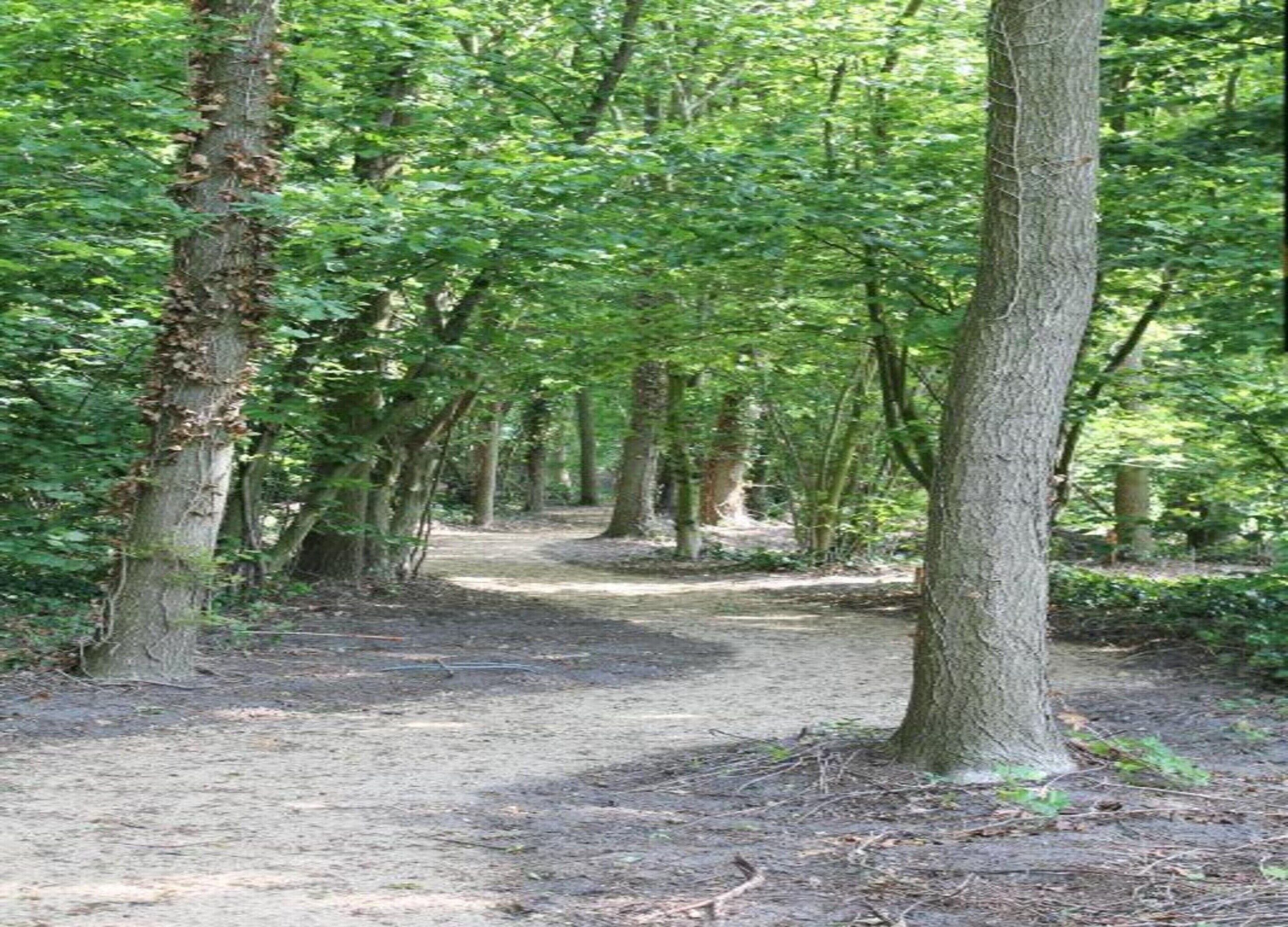 A forest path surrounded by trees.