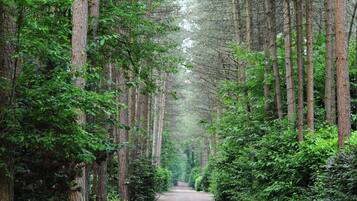 A forested path with tall trees on both sides.