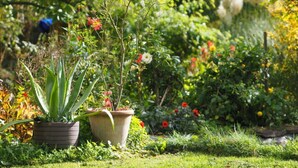 Ein Garten mit verschiedenen Pflanzen und Blumen, darunter eine große Aloe Vera Pflanze und ein Topfpflanze mit roten Blüten.