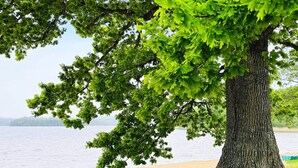 A tree with a thick trunk and dense green foliage by a sandy beach with calm water in the background. - 4 Person Holiday Home in Allingsas, Sverige (Alingsas)