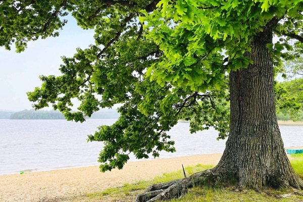 House | Property grounds