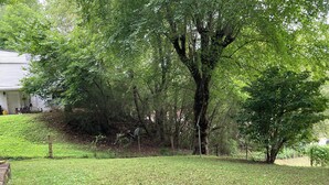 Un césped con un árbol grande y una valla de madera.
