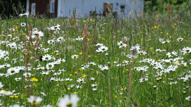 A house surrounded by a field of daisies and other wildflowers.