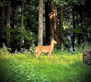 A deer statue in a forested area with tall trees and dense greenery. - Bird's Eye View- Bungalow with Screened-in Porch and Fireplace (French Lick)