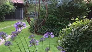 A garden with green foliage and purple flowers. - Holiday Home Grussow (Fuenfseen)
