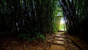 A pathway through a bamboo forest with a wooden bridge leading to a structure. - HW Tiny Home Cidra (Cidra)