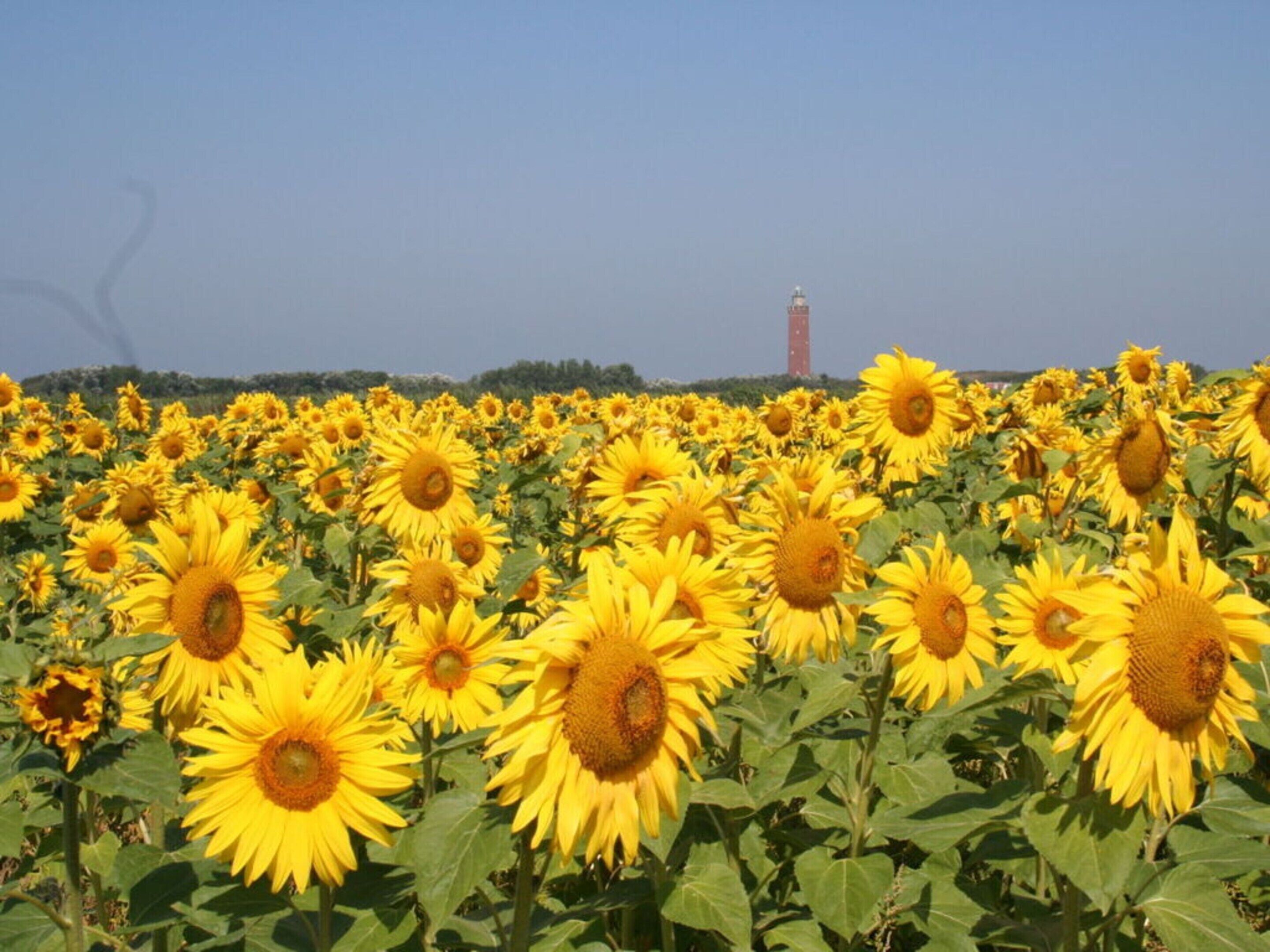A sunflower field with a tower in the background.