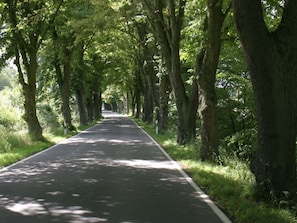 A tree-lined road with a clear path.