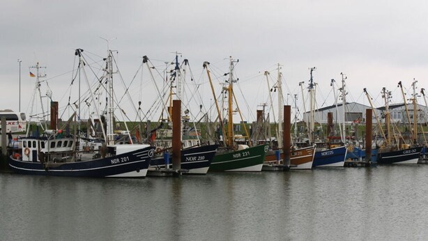 Una marina con varios barcos de pesca amarrados.