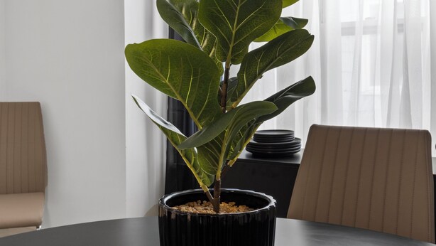 A potted plant on a table with a white decorative piece, a window with sheer curtains, and a chair. - Entire apt near Olmstead Delaware park, North Buffalo, Zoo, UB & 2 Hosp. (Buffalo)