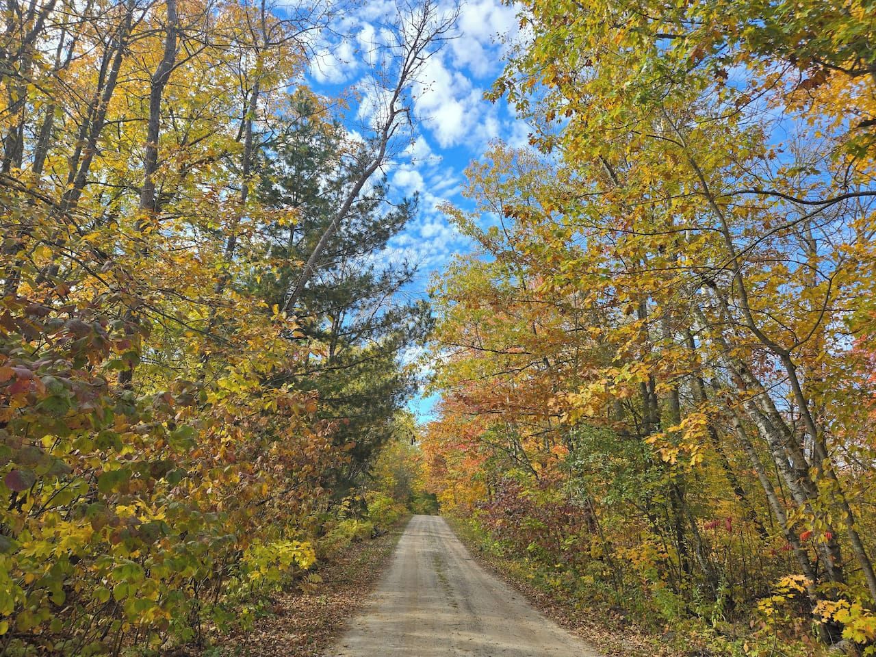 Une route bordée d’arbres aux feuilles d’automne.