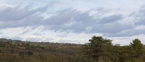 A landscape with a variety of trees and a cloudy sky.