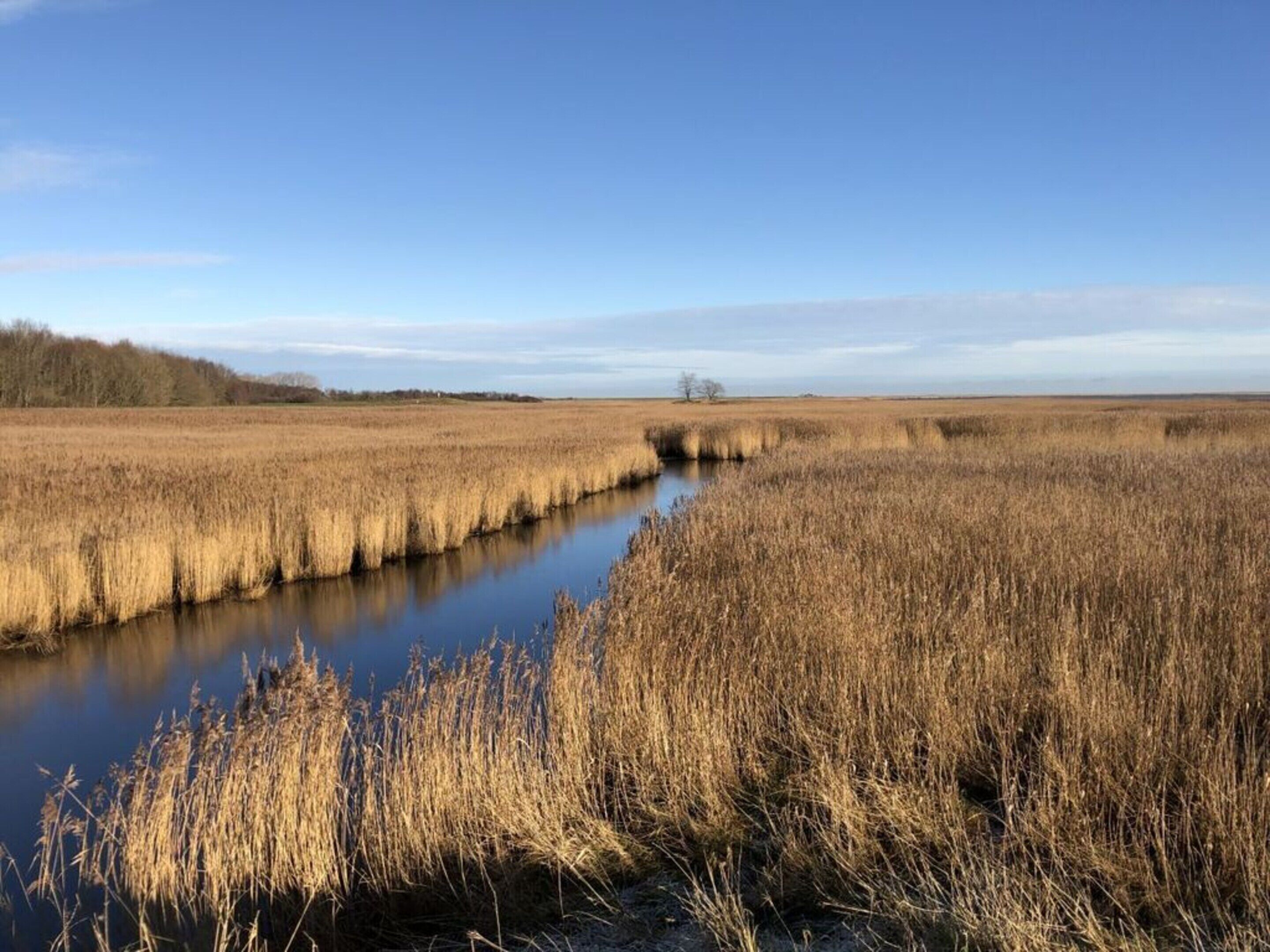 A natural landscape with a water channel and dry reeds.
