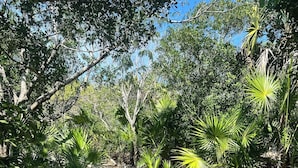 Un sentier de terre bordé d’une végétation luxuriante et d’arbres.