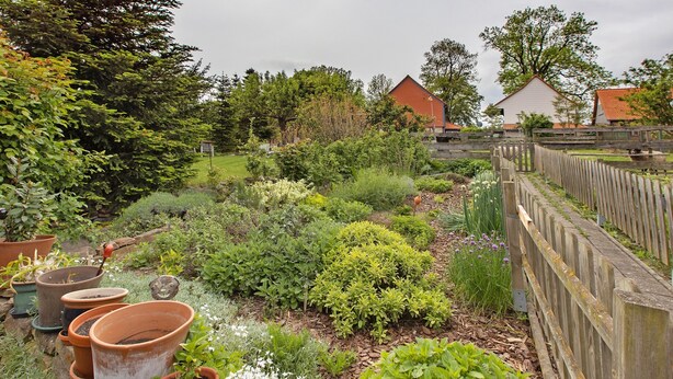 A garden with various plants and potted plants.