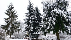 Paisaje nevado con árboles de hoja perenne y una construcción de piedra.