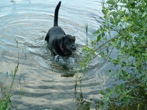 Un chien noir patauge dans une eau peu profonde, entouré de verdure.