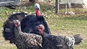 Three turkeys on a grassy field with a vehicle in the background. - Maison la branche d oiseaux (Douar Driss)