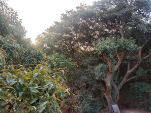 A dense forest with a variety of trees and shrubs.