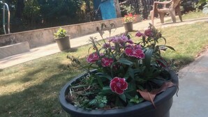 A potted plant with pink flowers in a garden area with a building and a chair in the background. - Devansh Villa (Mahabaleshwar)