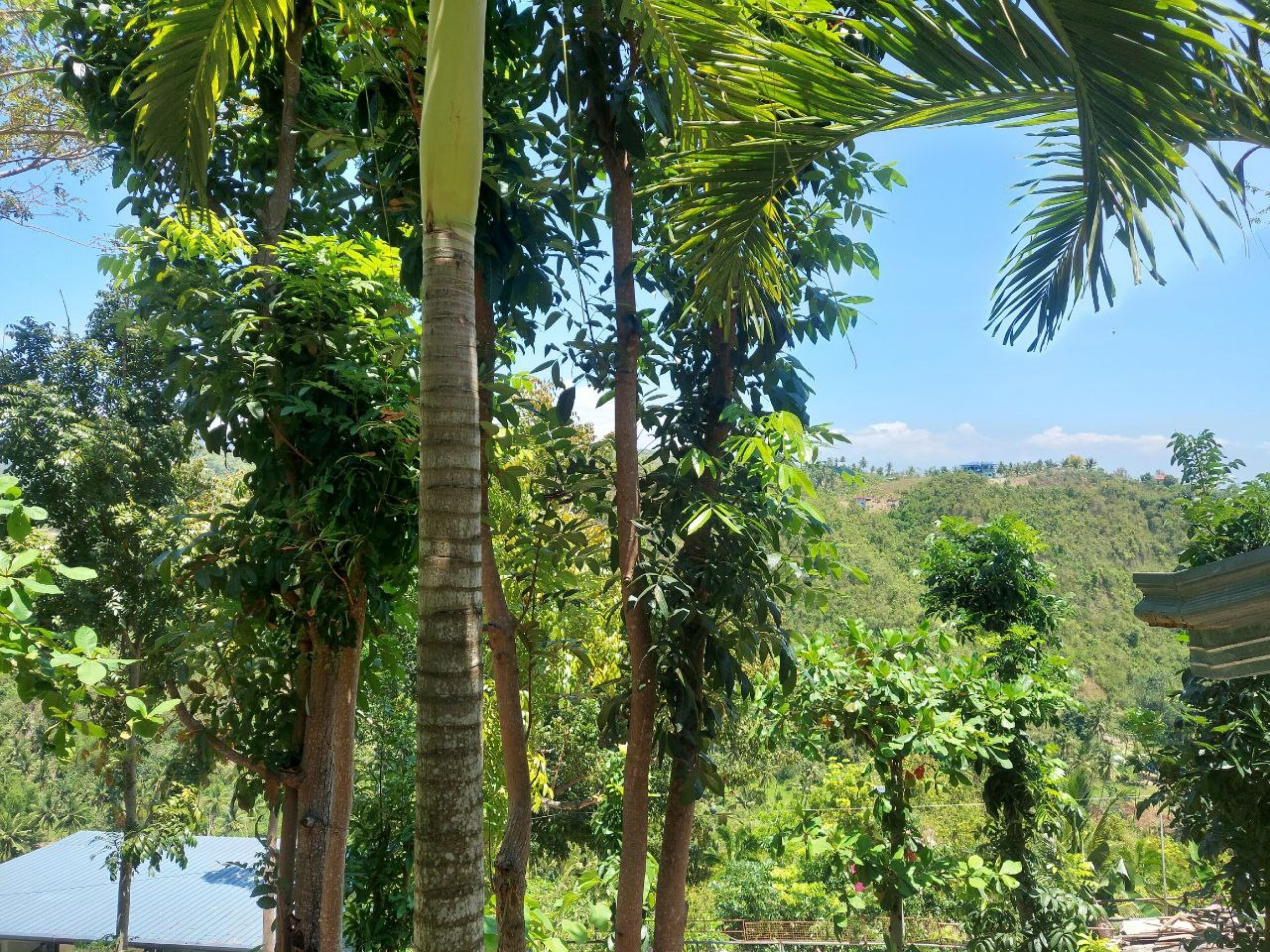 A lush, green landscape with tall trees and a hilly backdrop.
